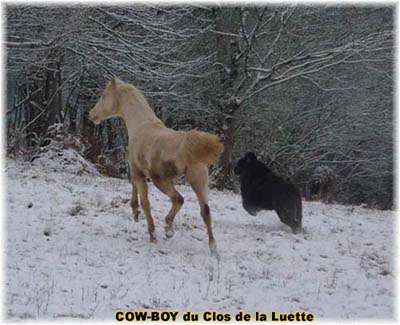 le bouvier des flandres et le cheval - Elevage du CLOS DE LA LUETTE - COPYRIGHT DEPOSE